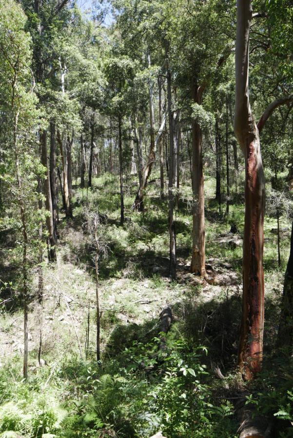 True North - 4Br Home & Garden In Bush Setting With Huge Bath Bilpin Экстерьер фото